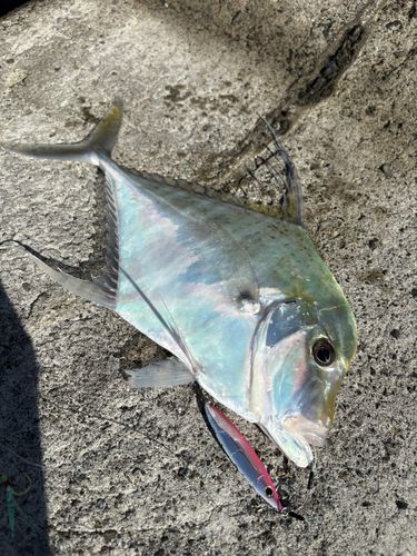 ウマヅラアジの釣果