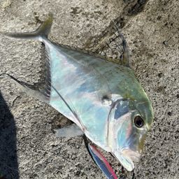 ウマヅラアジ