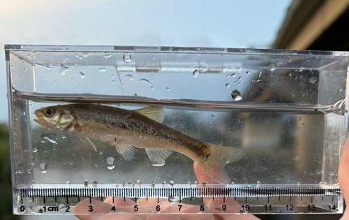 アブラハヤの釣果