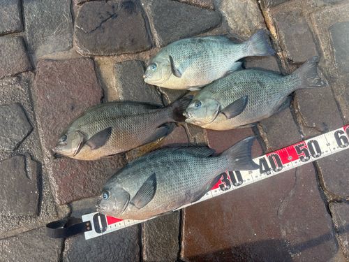 グレの釣果