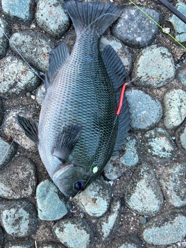 グレの釣果