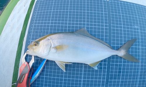 ショゴの釣果