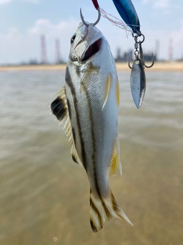 シマイサキの釣果