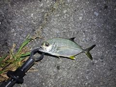 メッキの釣果
