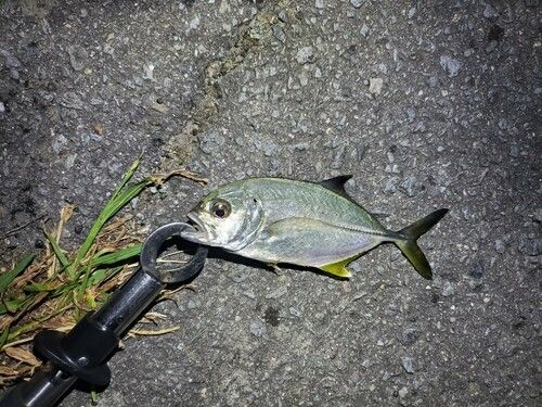 メッキの釣果