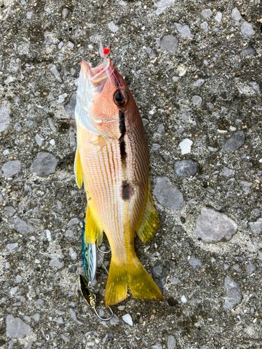 フエダイの釣果