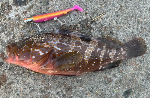 キジハタの釣果
