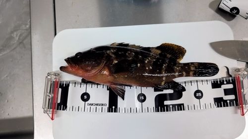 キジハタの釣果