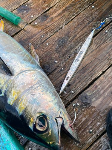キハダマグロの釣果