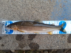 アユの釣果