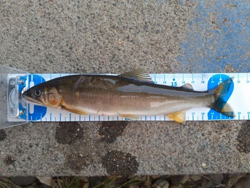 アユの釣果