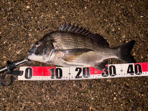 クロダイの釣果
