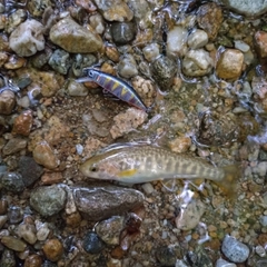 イワナの釣果