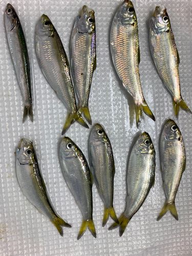 サッパの釣果