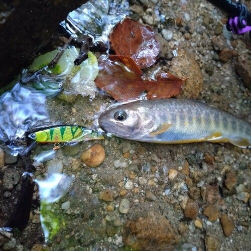 イワナの釣果