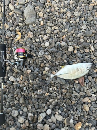 メッキの釣果