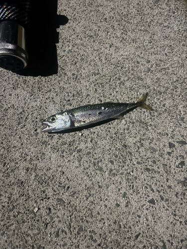 サバの釣果