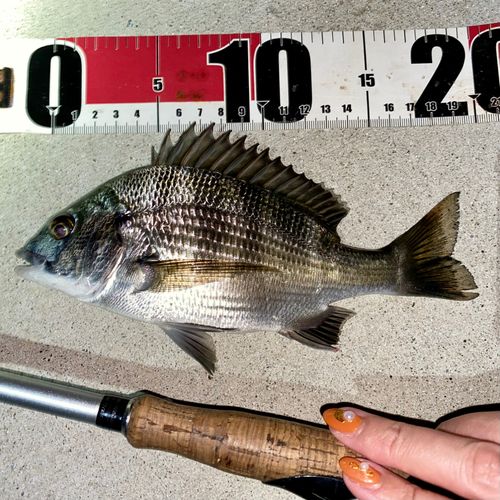 チヌの釣果
