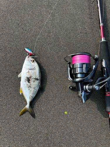 メッキの釣果