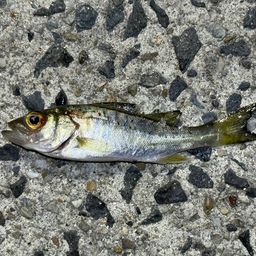 セイゴ（ヒラスズキ）