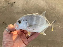 メッキの釣果