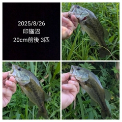 ブラックバスの釣果