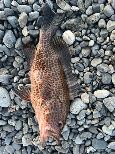 オオモンハタの釣果