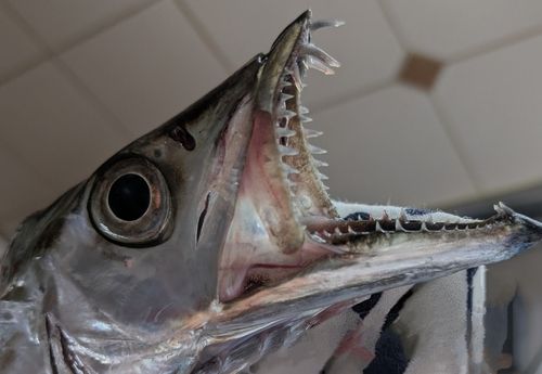 タチウオの釣果
