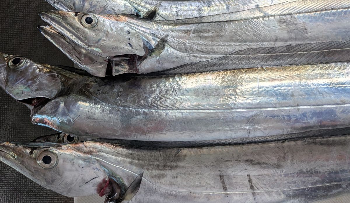 しおタンさんの釣果 2枚目の画像