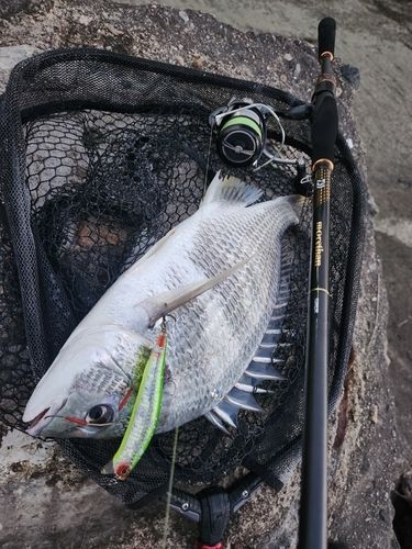 キビレの釣果