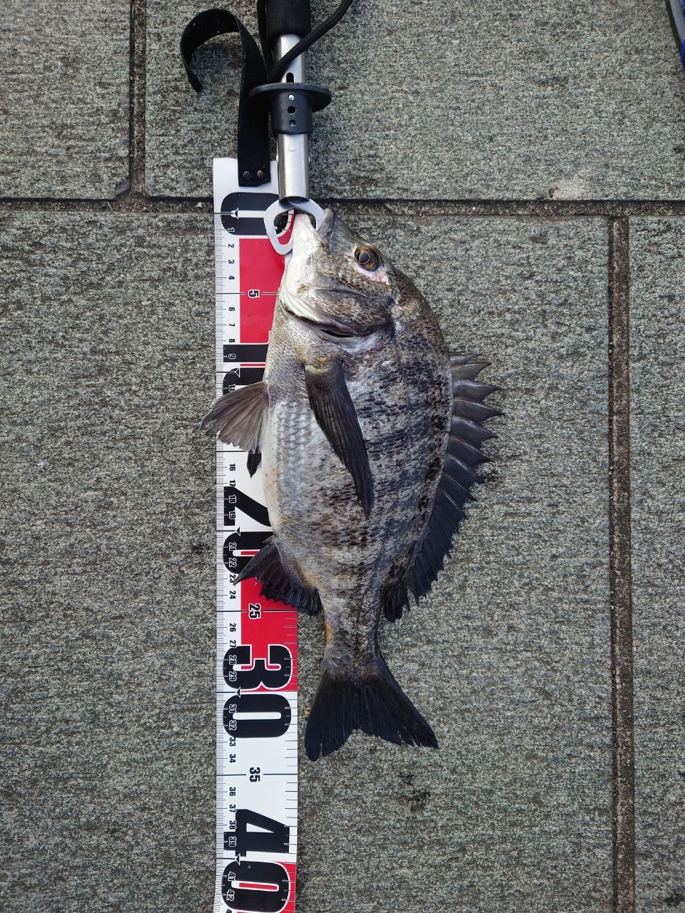 クロダイ