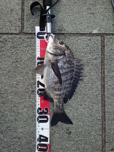 クロダイの釣果