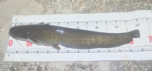 ナマズの釣果