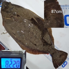 ヒラメの釣果