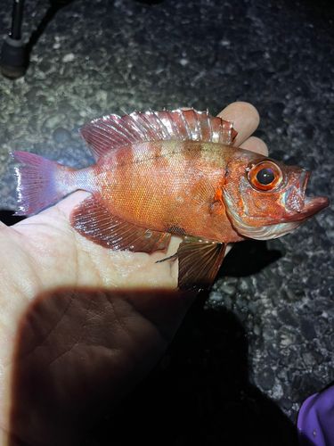 ホウセキキントキの釣果