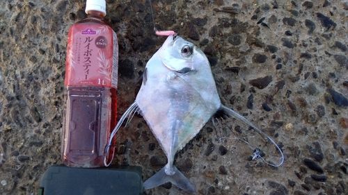イトヒキアジの釣果