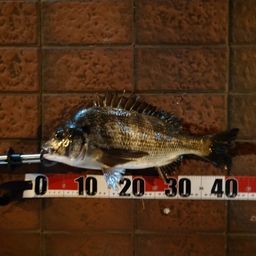 クロダイ