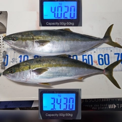 ワラサの釣果
