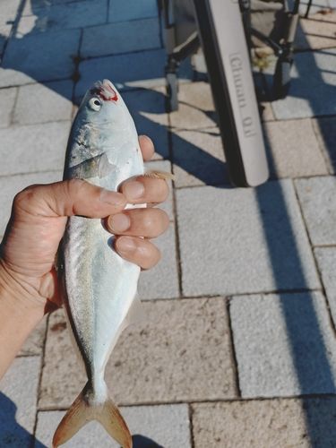 ワカシの釣果