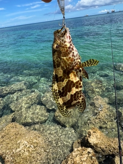 イシミーバイの釣果