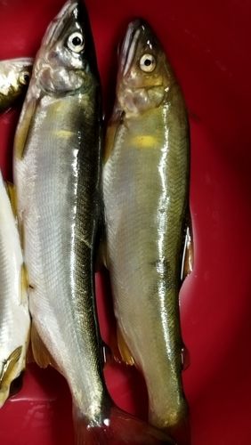 アユの釣果
