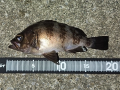 メバルの釣果