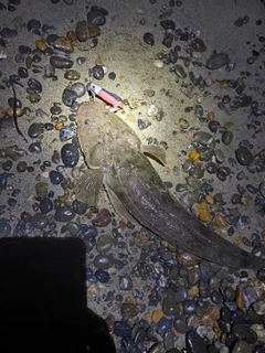 マゴチの釣果