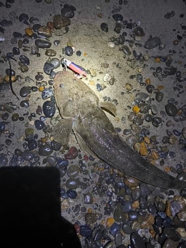 マゴチの釣果