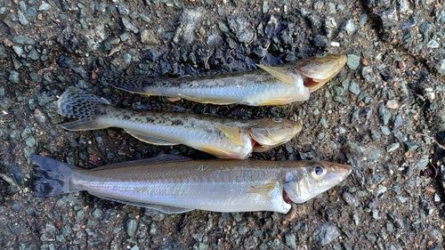 マハゼの釣果