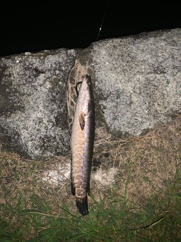 ライギョの釣果