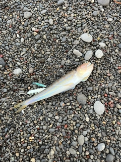 エソの釣果