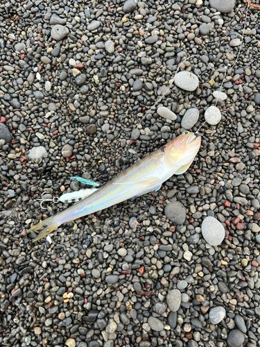 エソの釣果