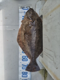 ヒラメの釣果