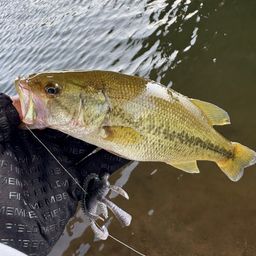 スモールマウスバス